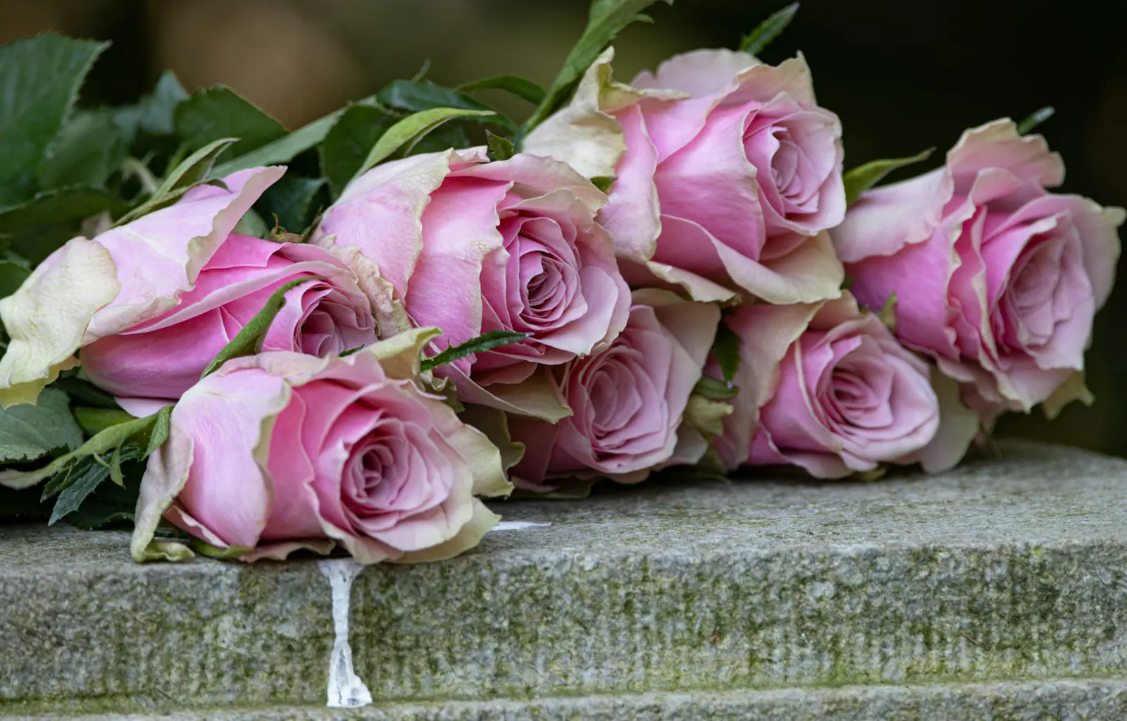 Ein Strauss rosa Rosen, liebevoll auf eine steinerne Grabeinfassung gelegt